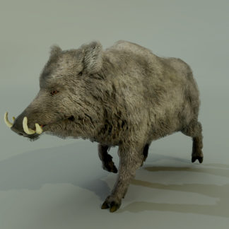 BOAR