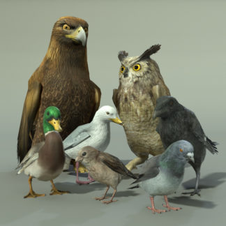 BIRDS PACK