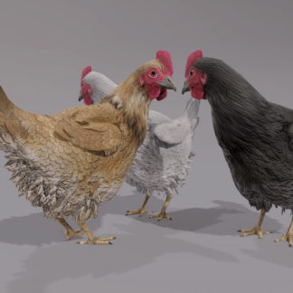 CHICKEN