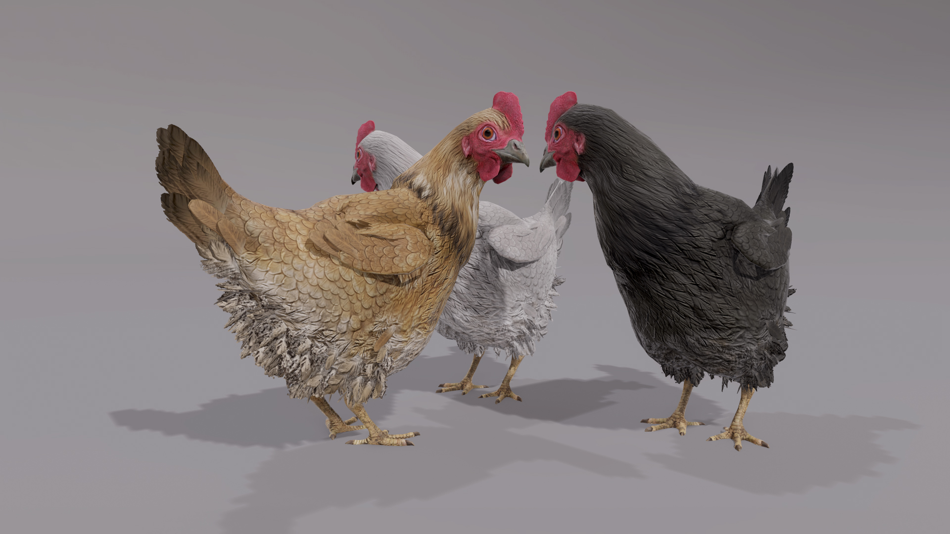 CHICKEN