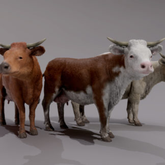 COW