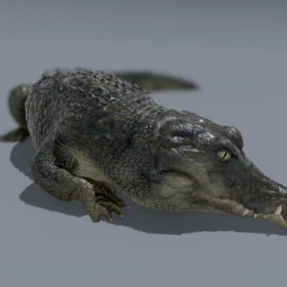 CROCODILE