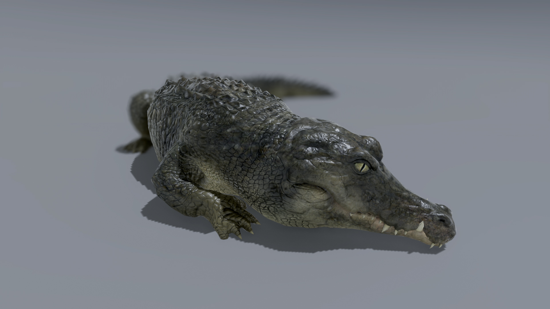 CROCODILE