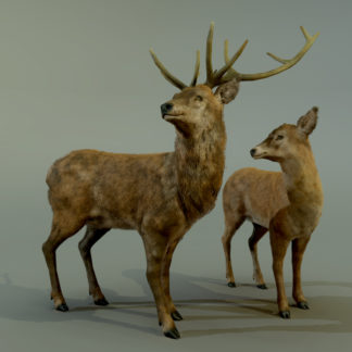 DEER STAG AND DOE