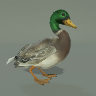 DUCK