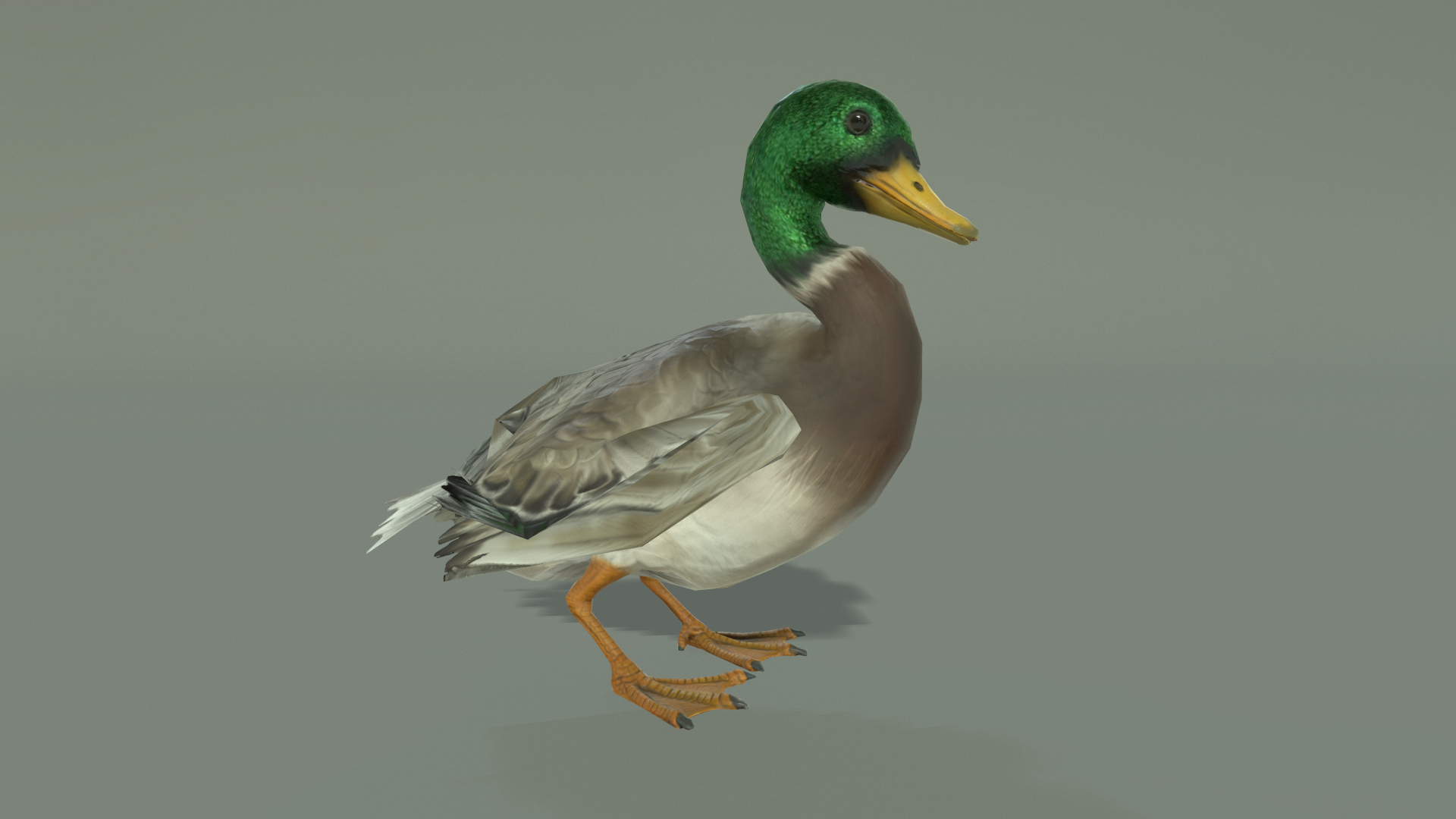 DUCK