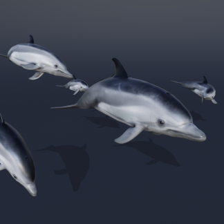 DOLPHIN