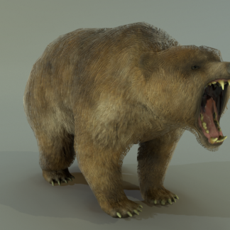 BEAR