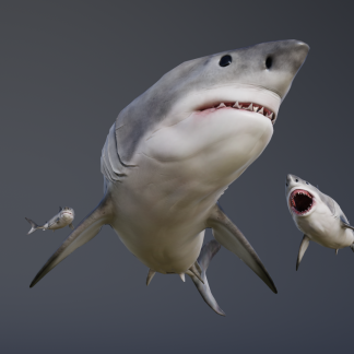 GREAT WHITE SHARK
