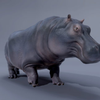 HIPPOPOTAMUS