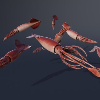 HUMBOLDT SQUID