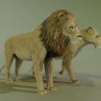 LION & LIONESS