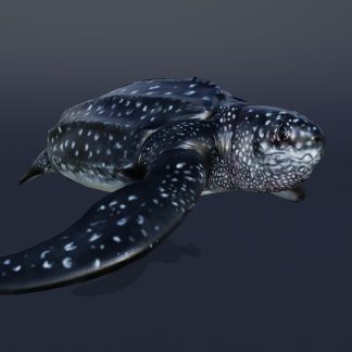 LUTH TURTLE