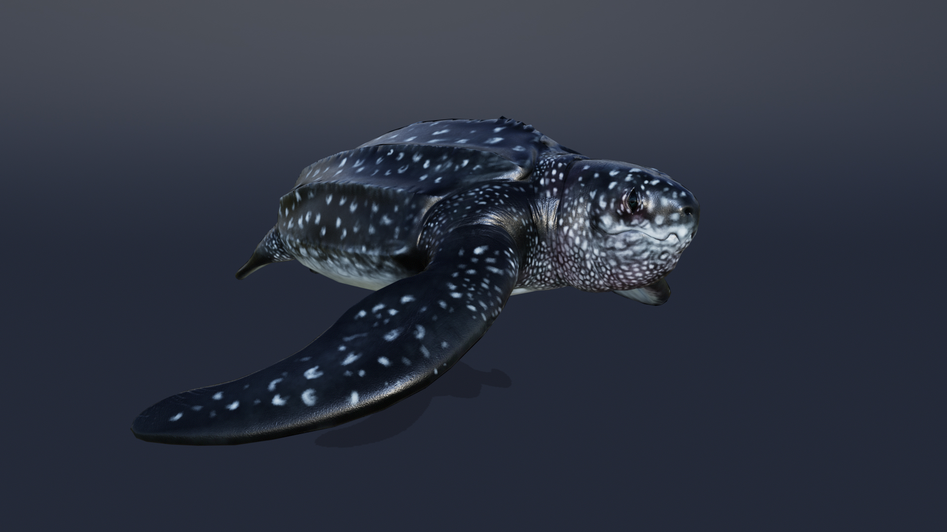 LUTH TURTLE