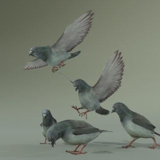 PIGEON