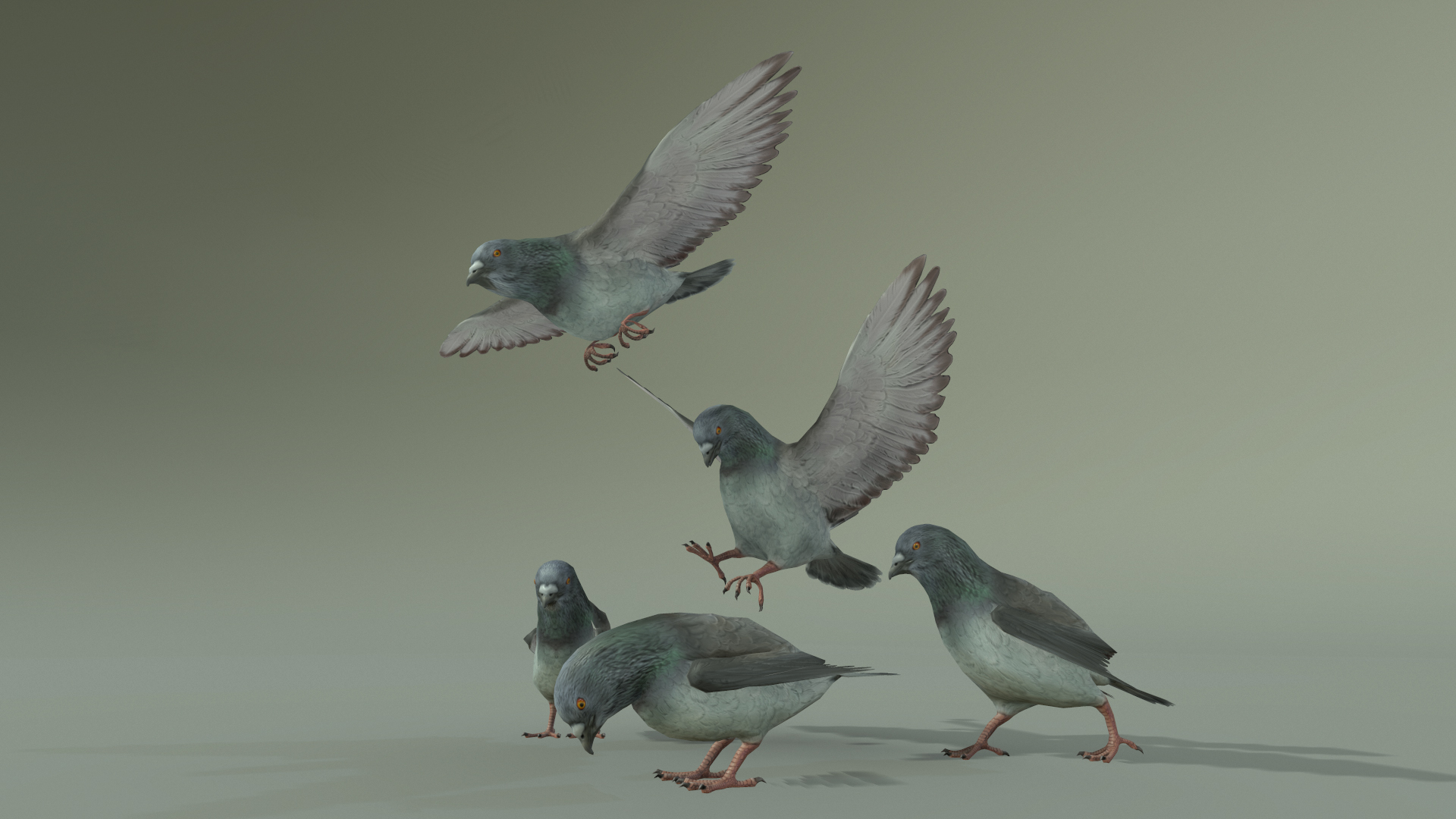 PIGEON