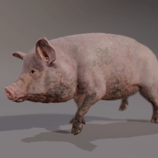 PIG