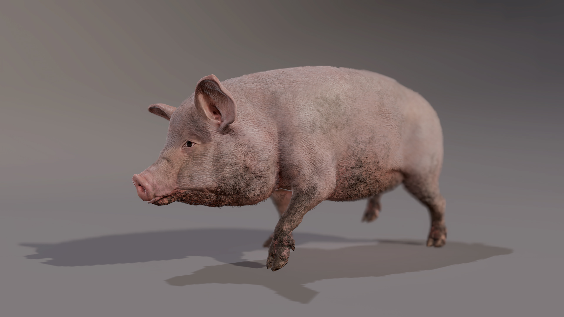 PIG