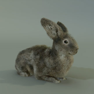 RABBIT