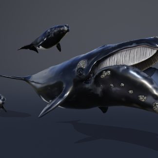 RIGHT WHALE