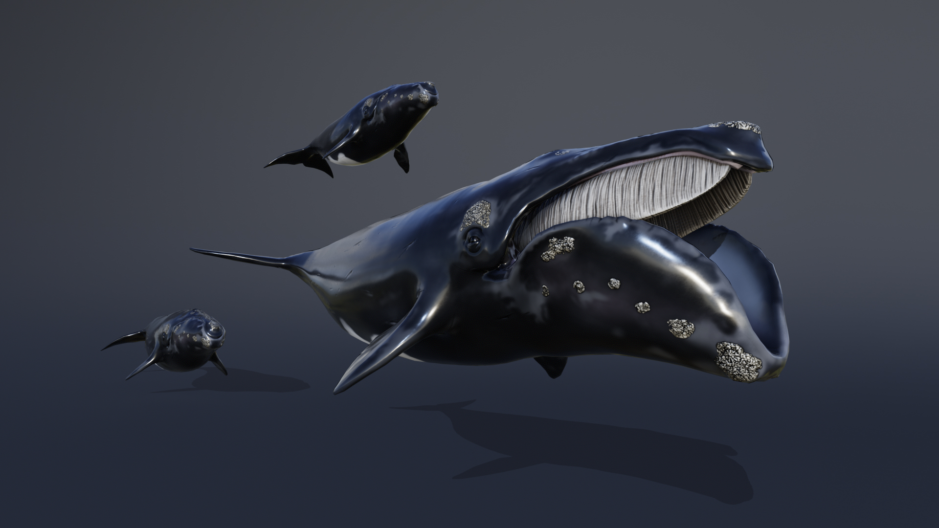 RIGHT WHALE