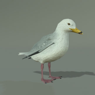 SEAGULL