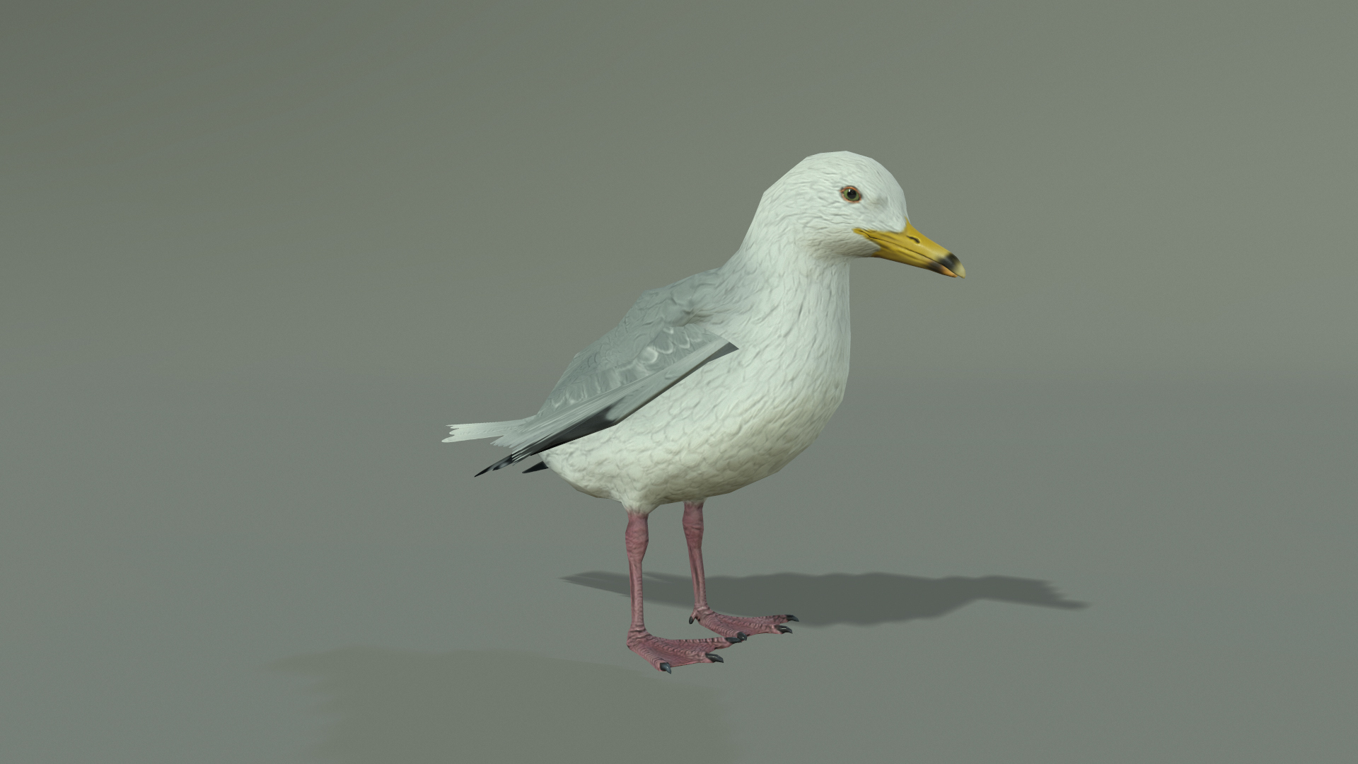 SEAGULL