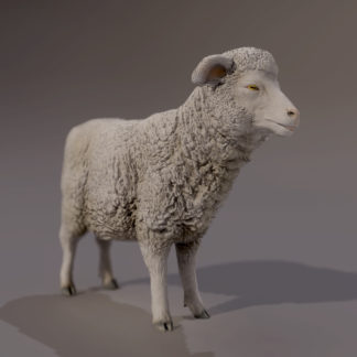 SHEEP