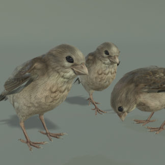 SPARROW