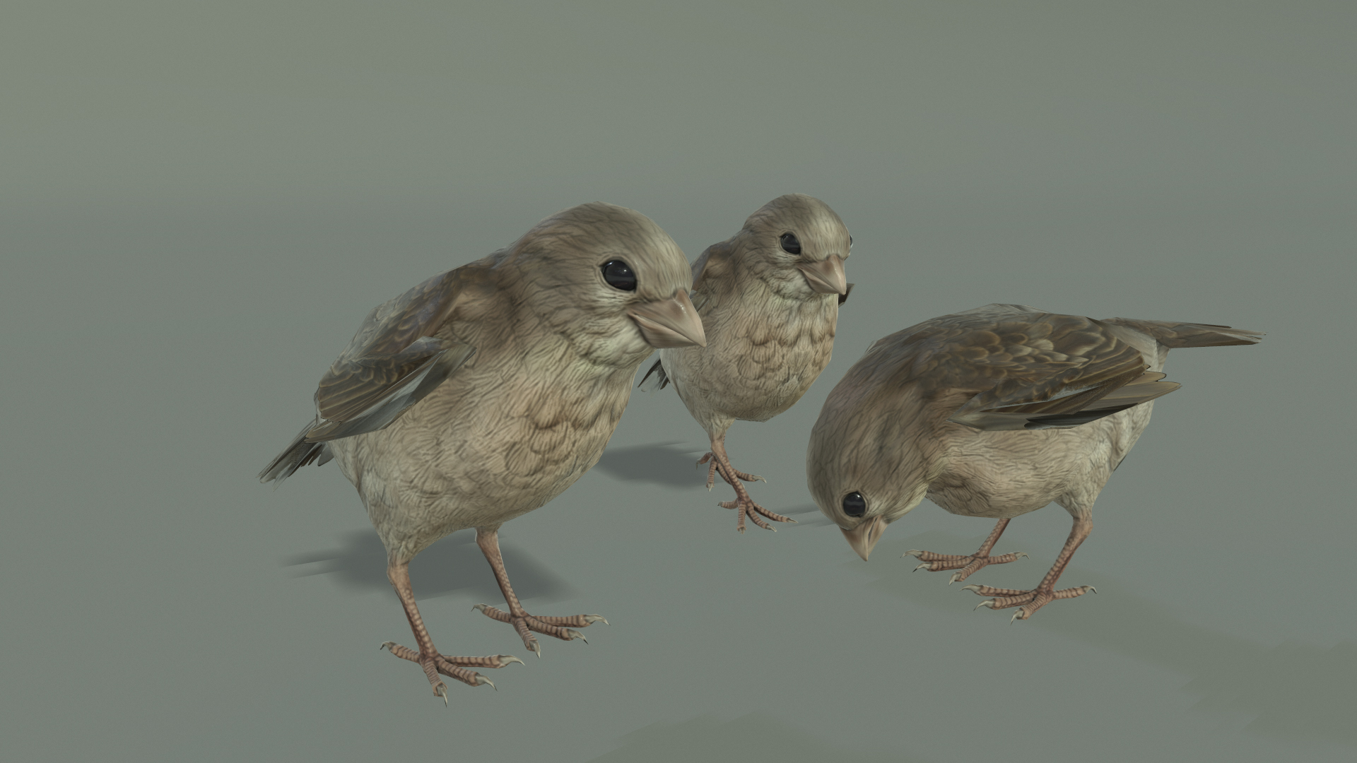 SPARROW