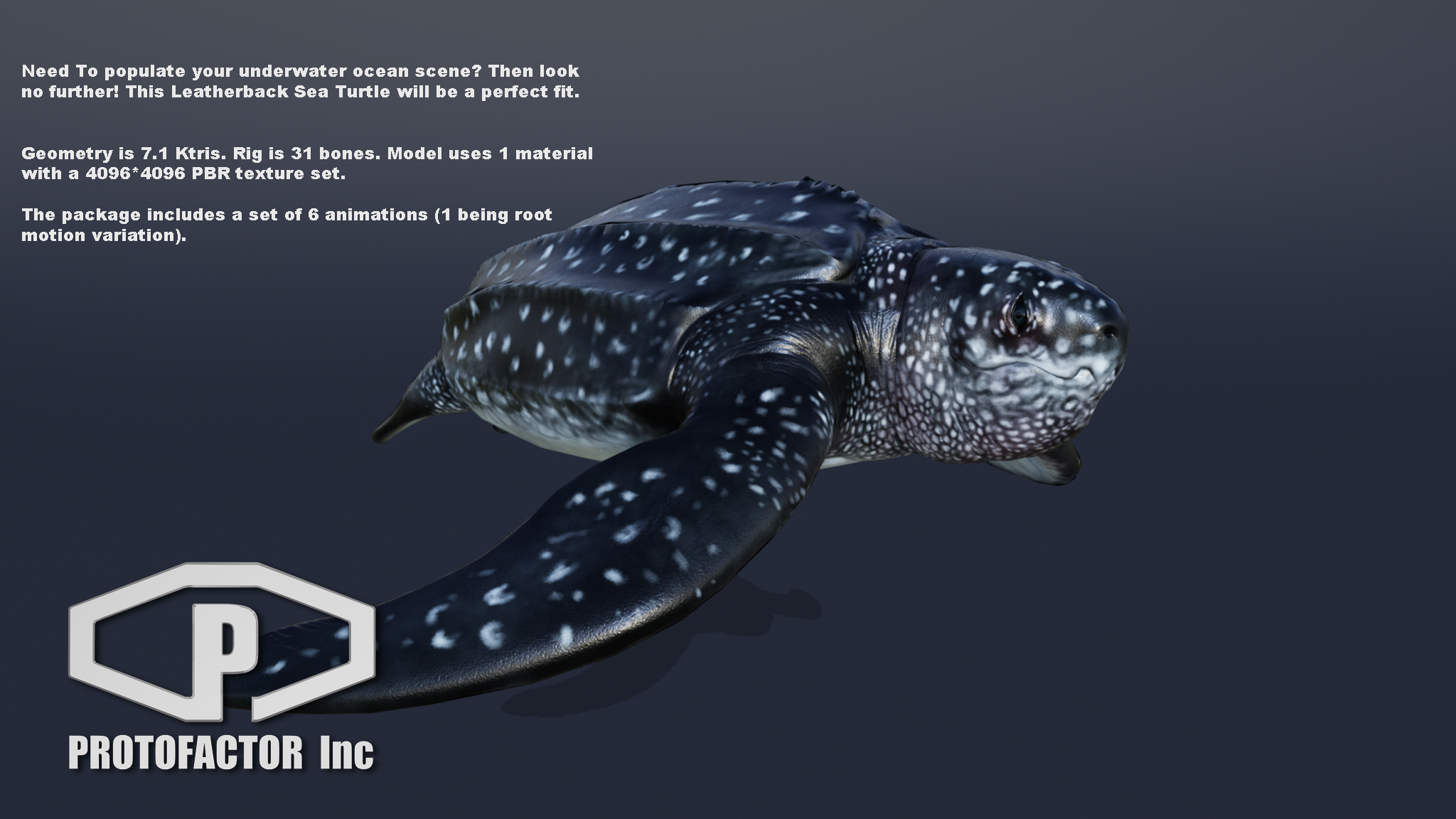 LUTH TURTLE - Image 2