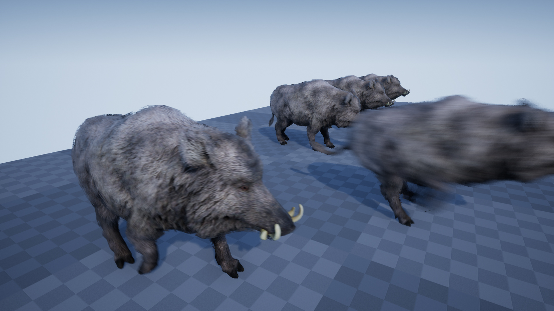BOAR - Image 6