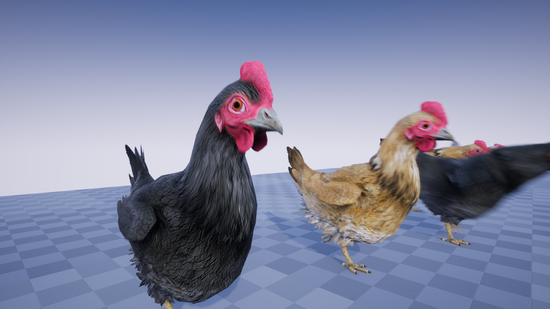 CHICKEN - Image 5