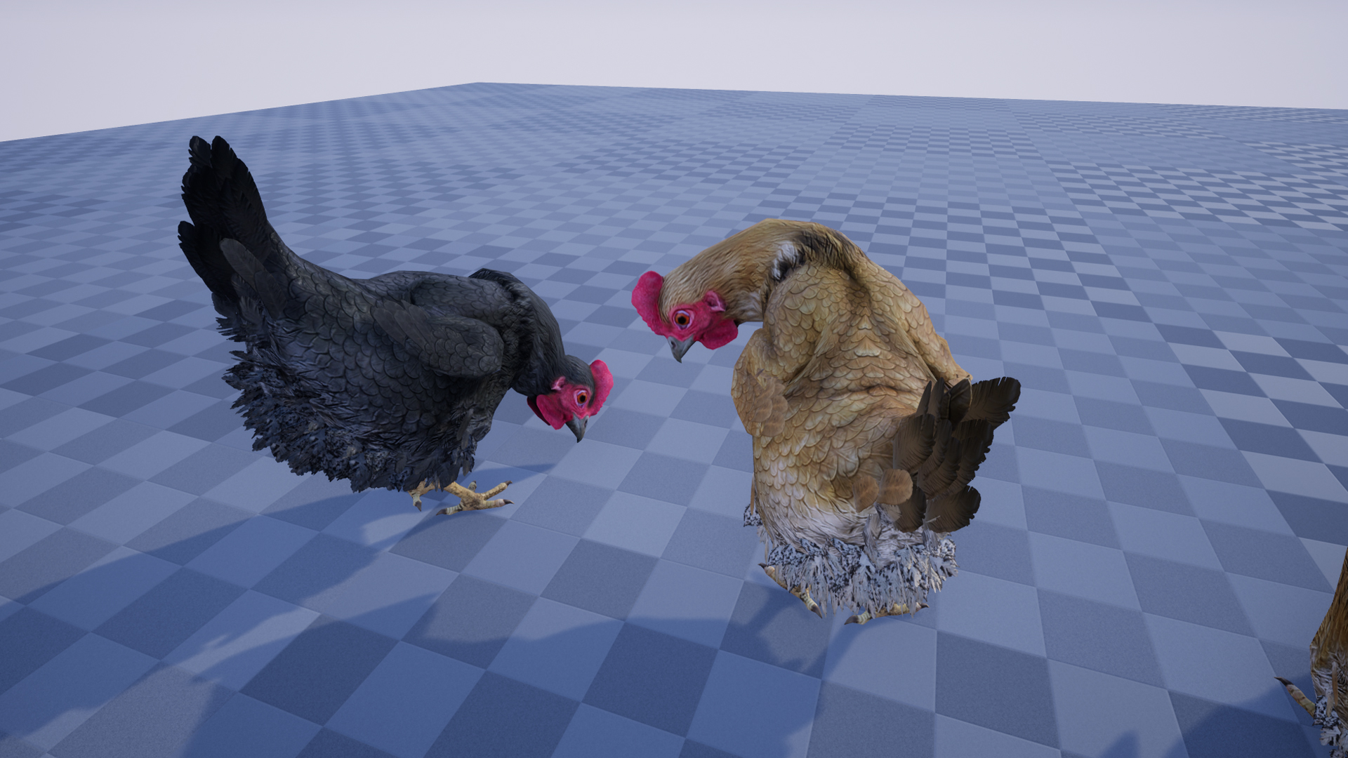 CHICKEN - Image 6