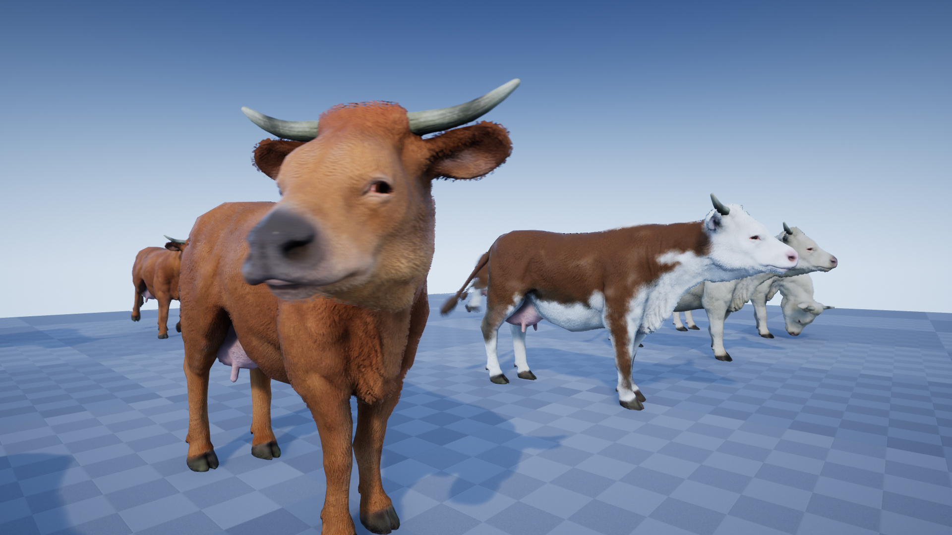 COW - Image 5