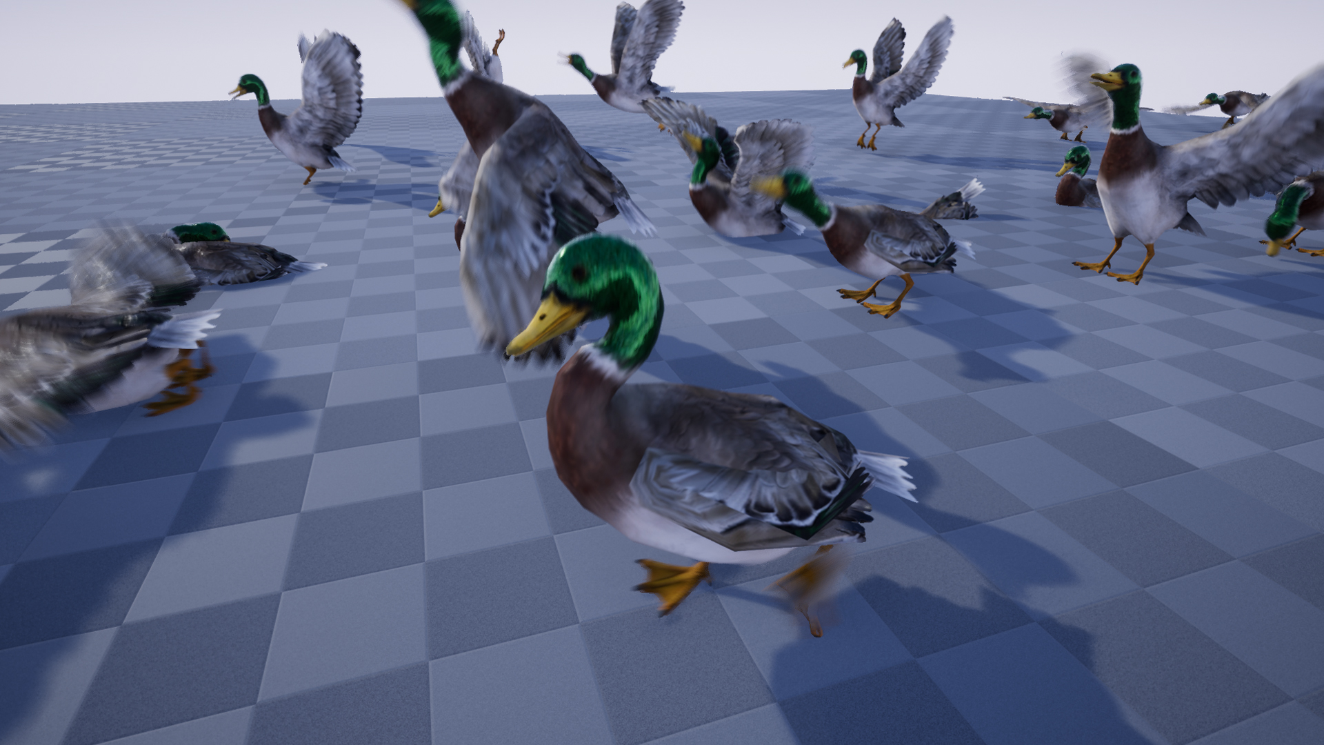DUCK - Image 4