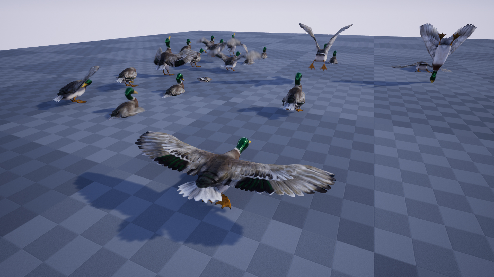 DUCK - Image 5