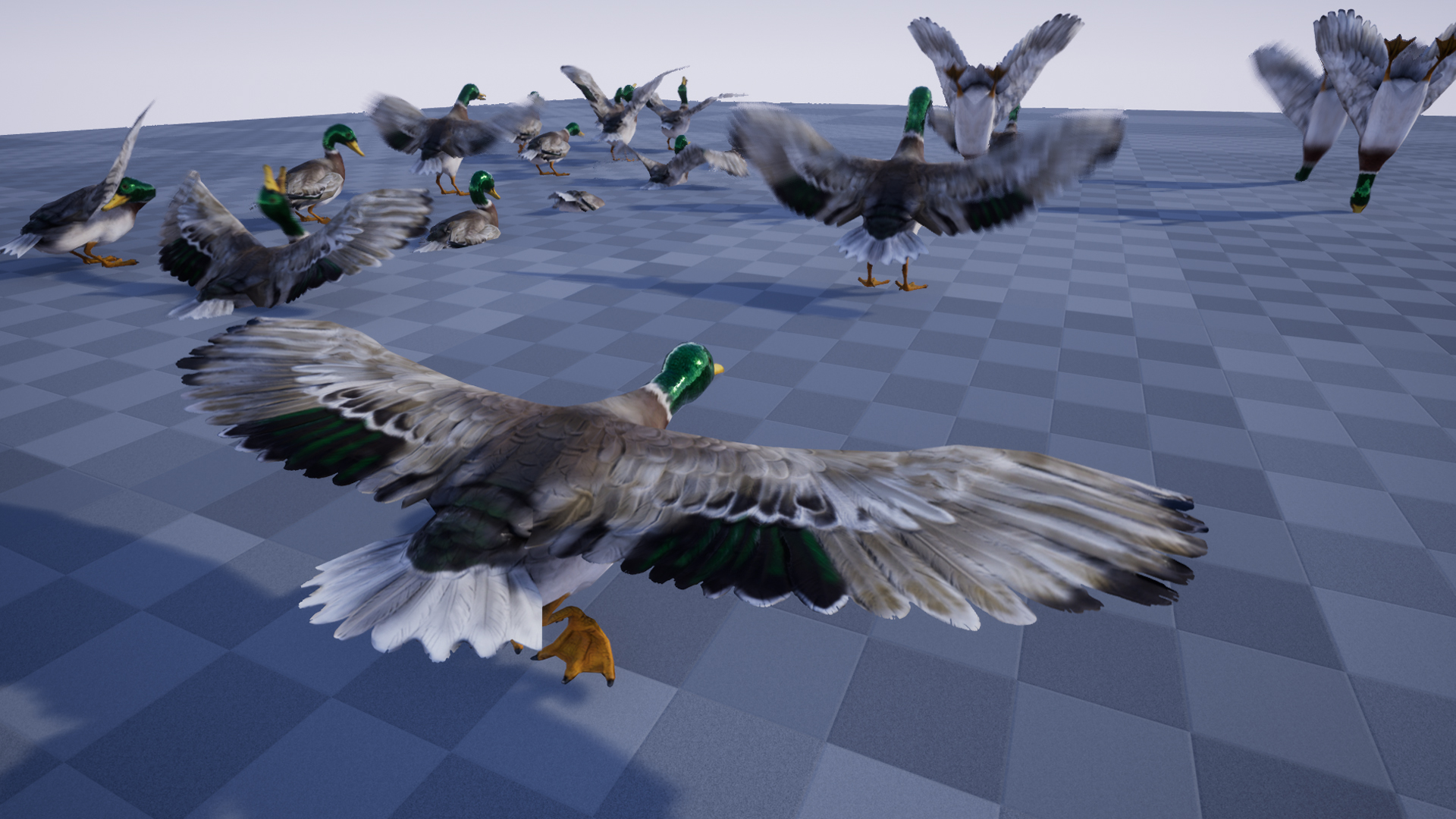 DUCK - Image 6