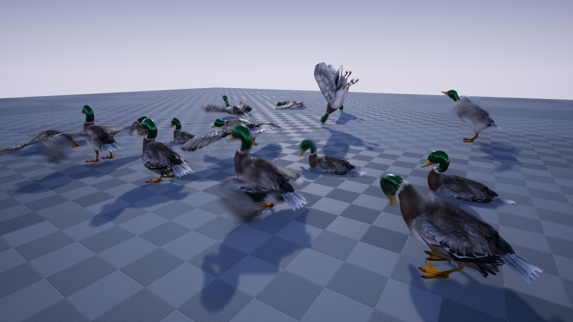 DUCK - Image 7