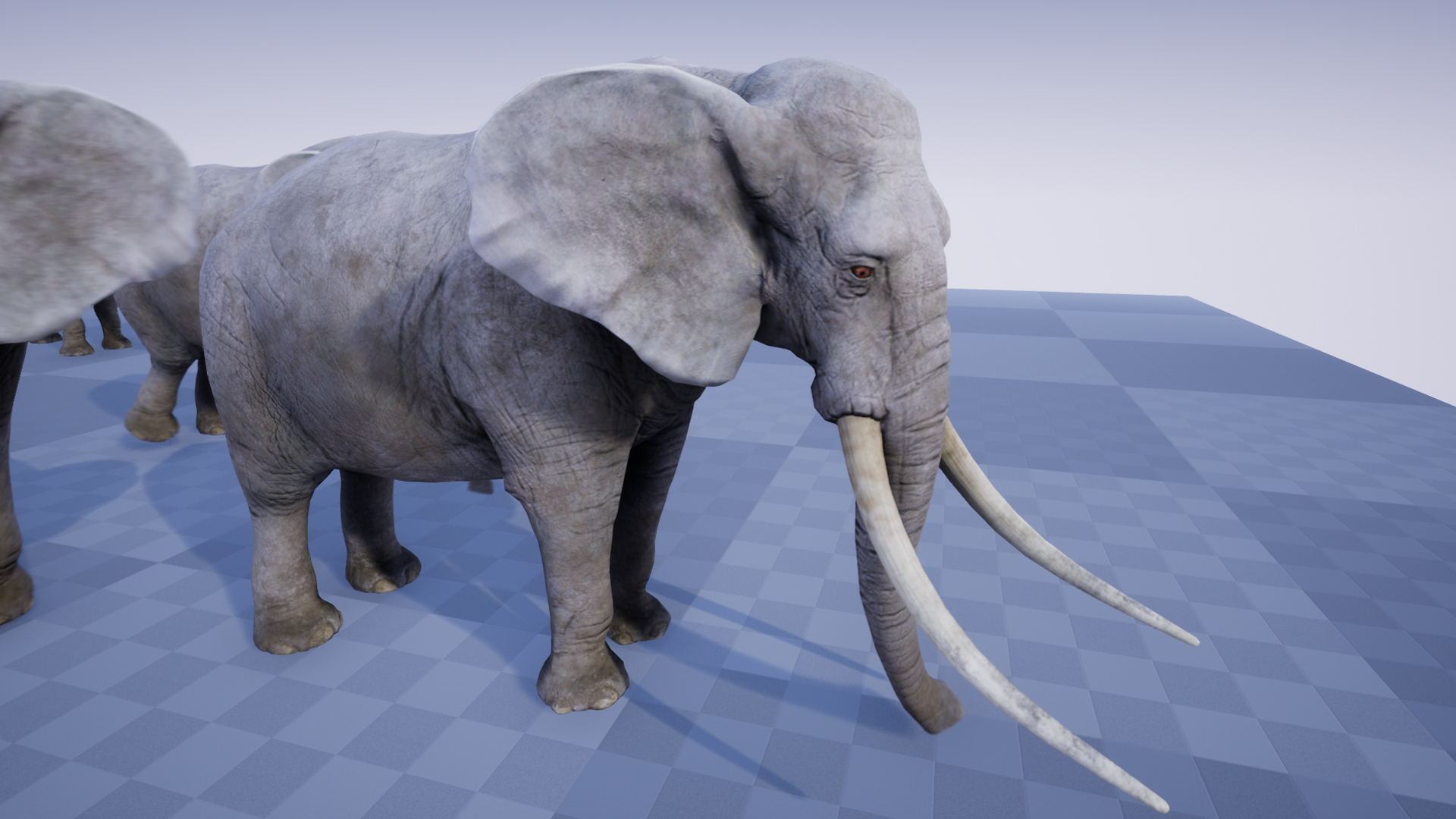 ELEPHANT - Image 6