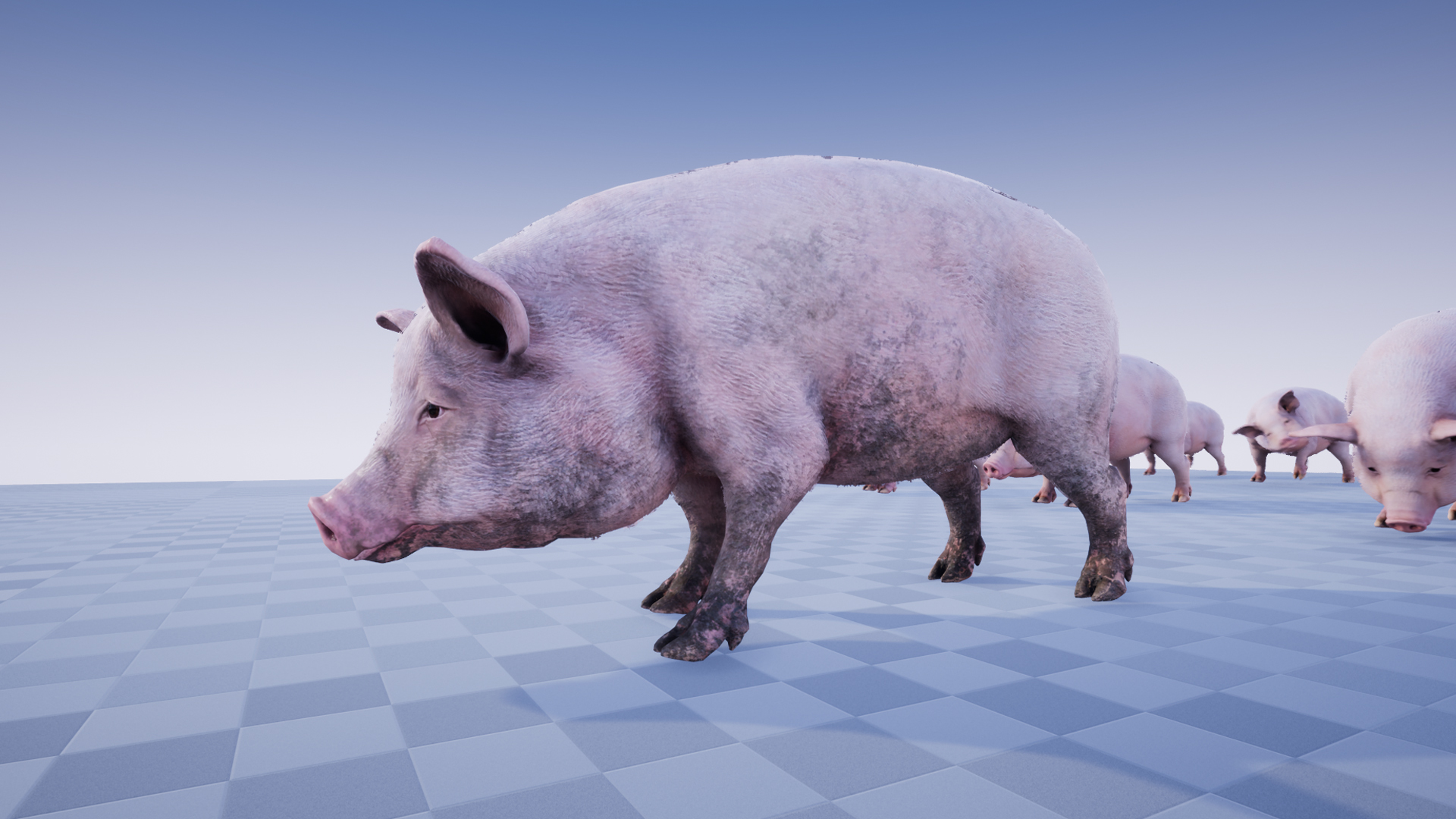 PIG - Image 4