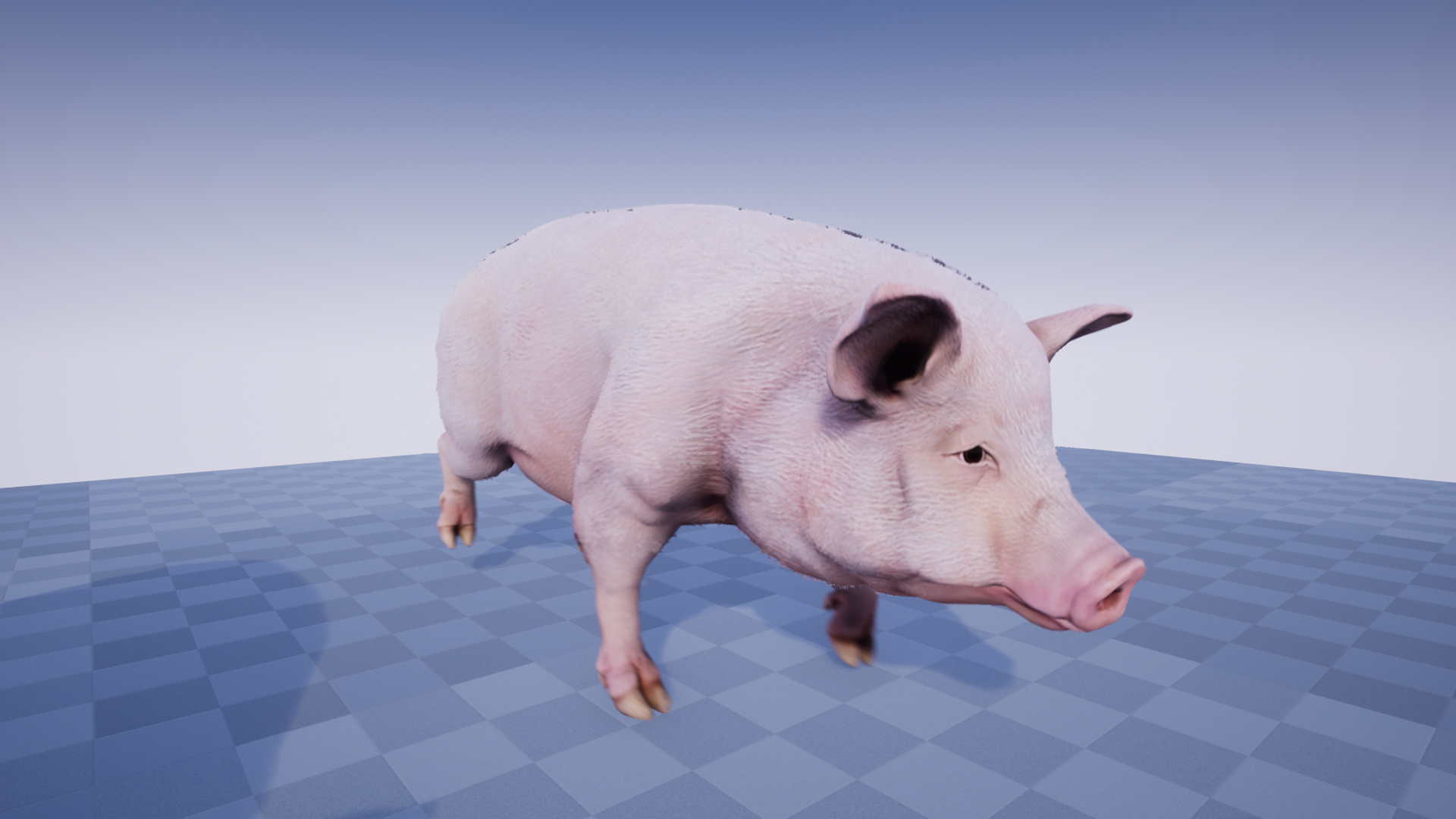 PIG - Image 5