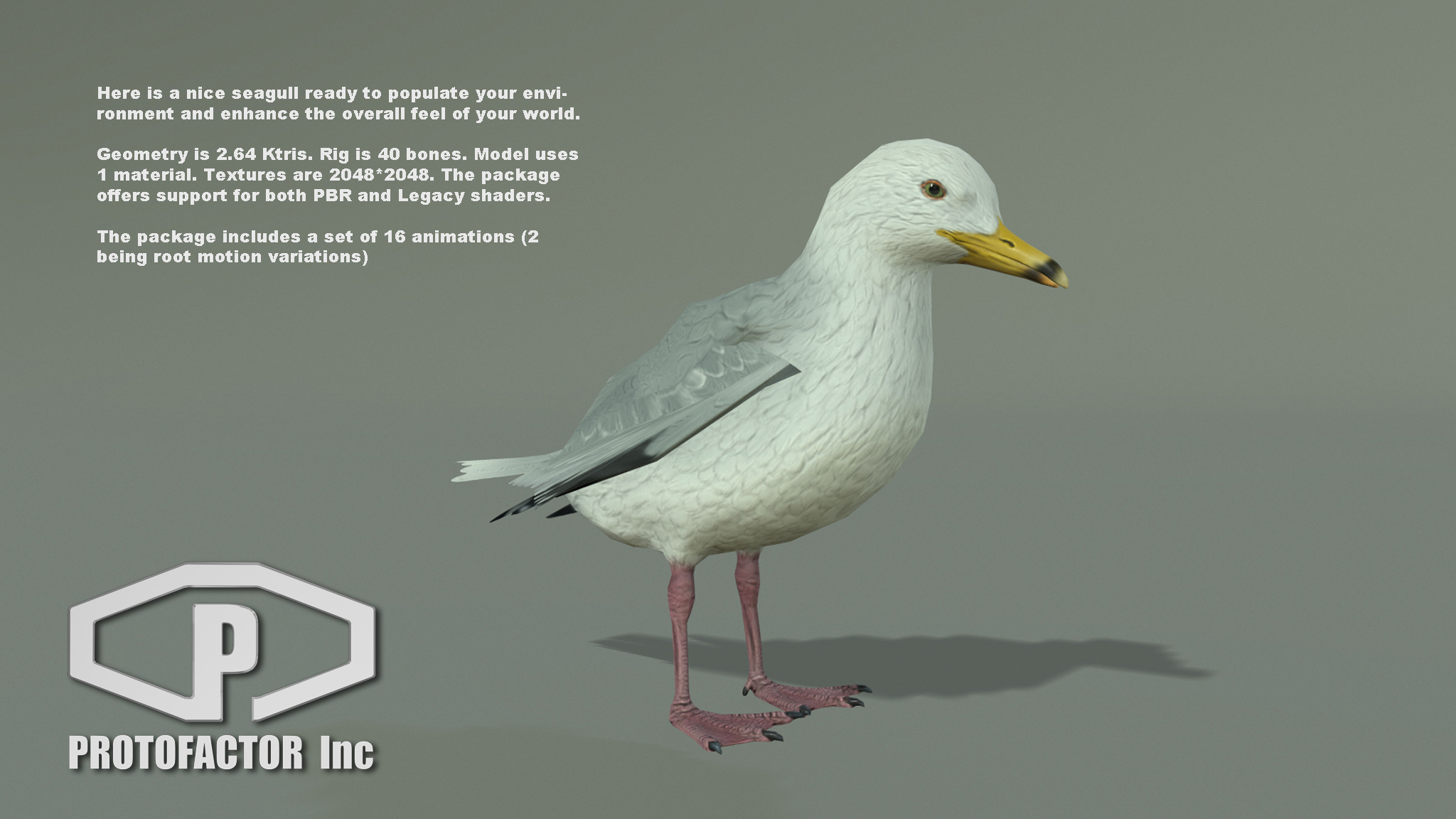 SEAGULL - Image 2