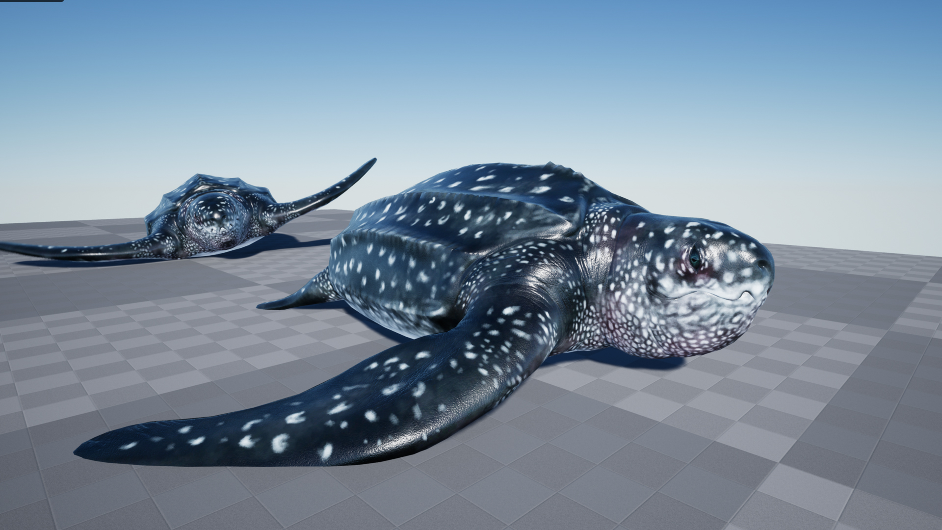 LUTH TURTLE - Image 3