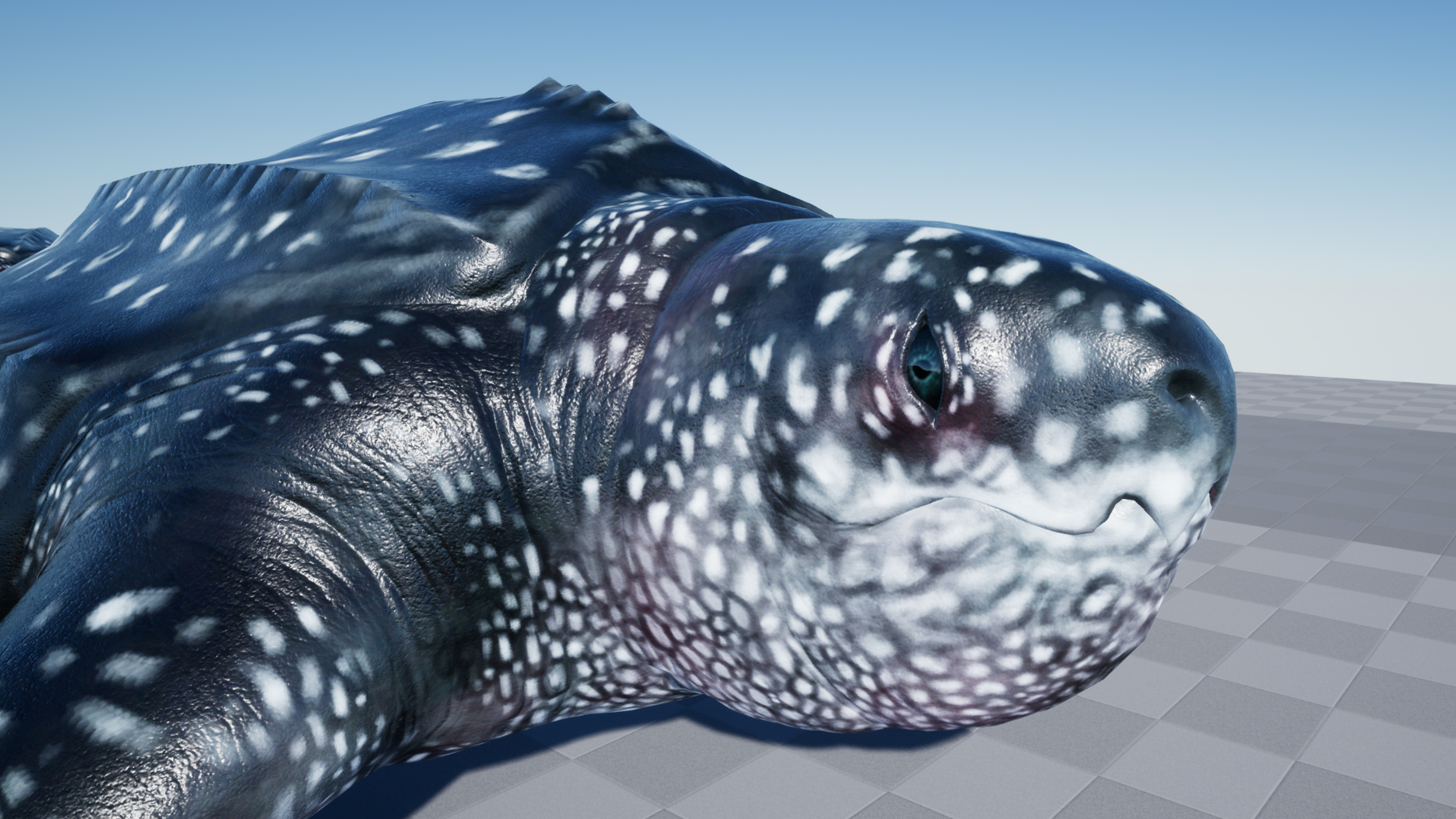 LUTH TURTLE - Image 4