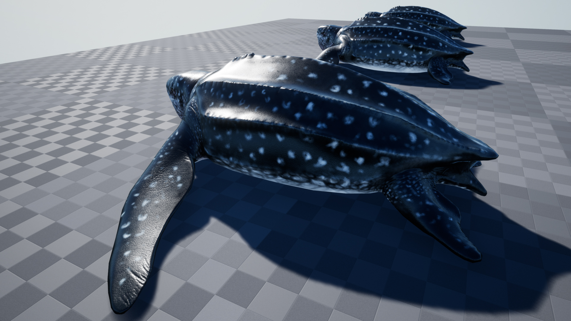 LUTH TURTLE - Image 6