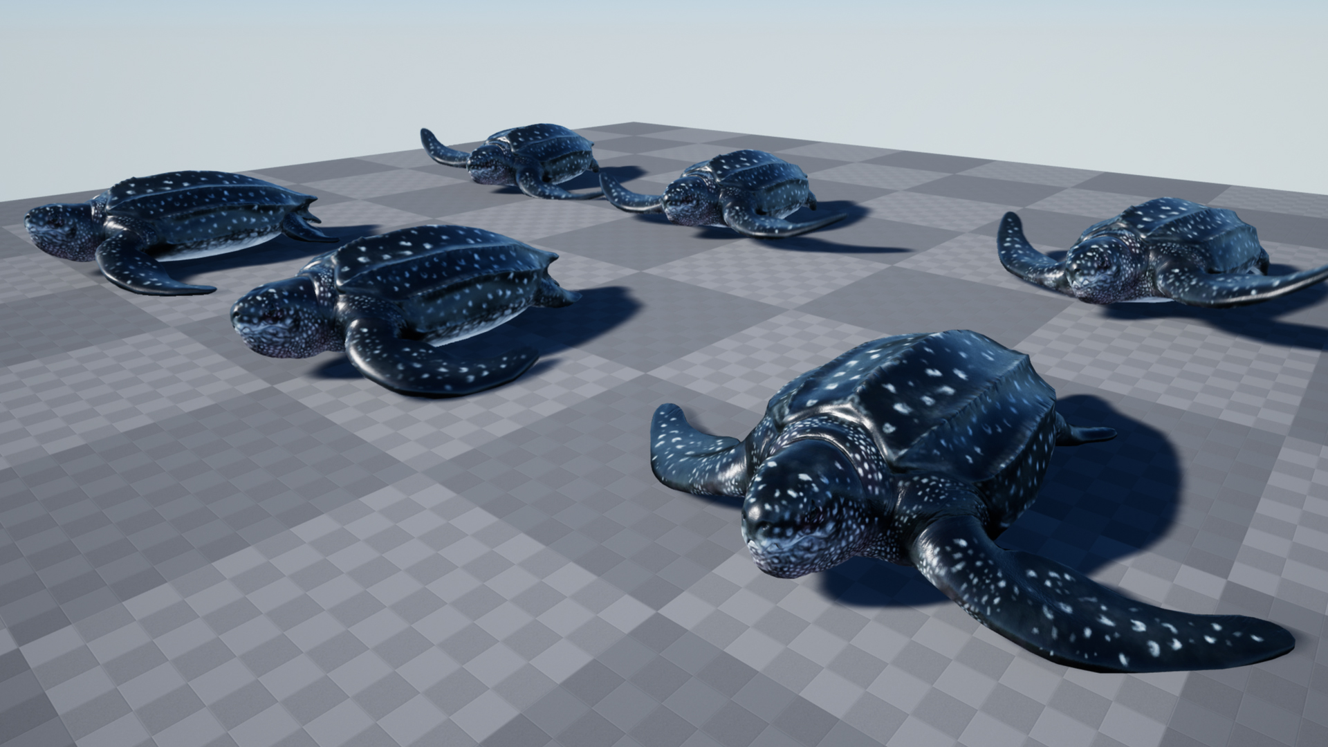 LUTH TURTLE - Image 7