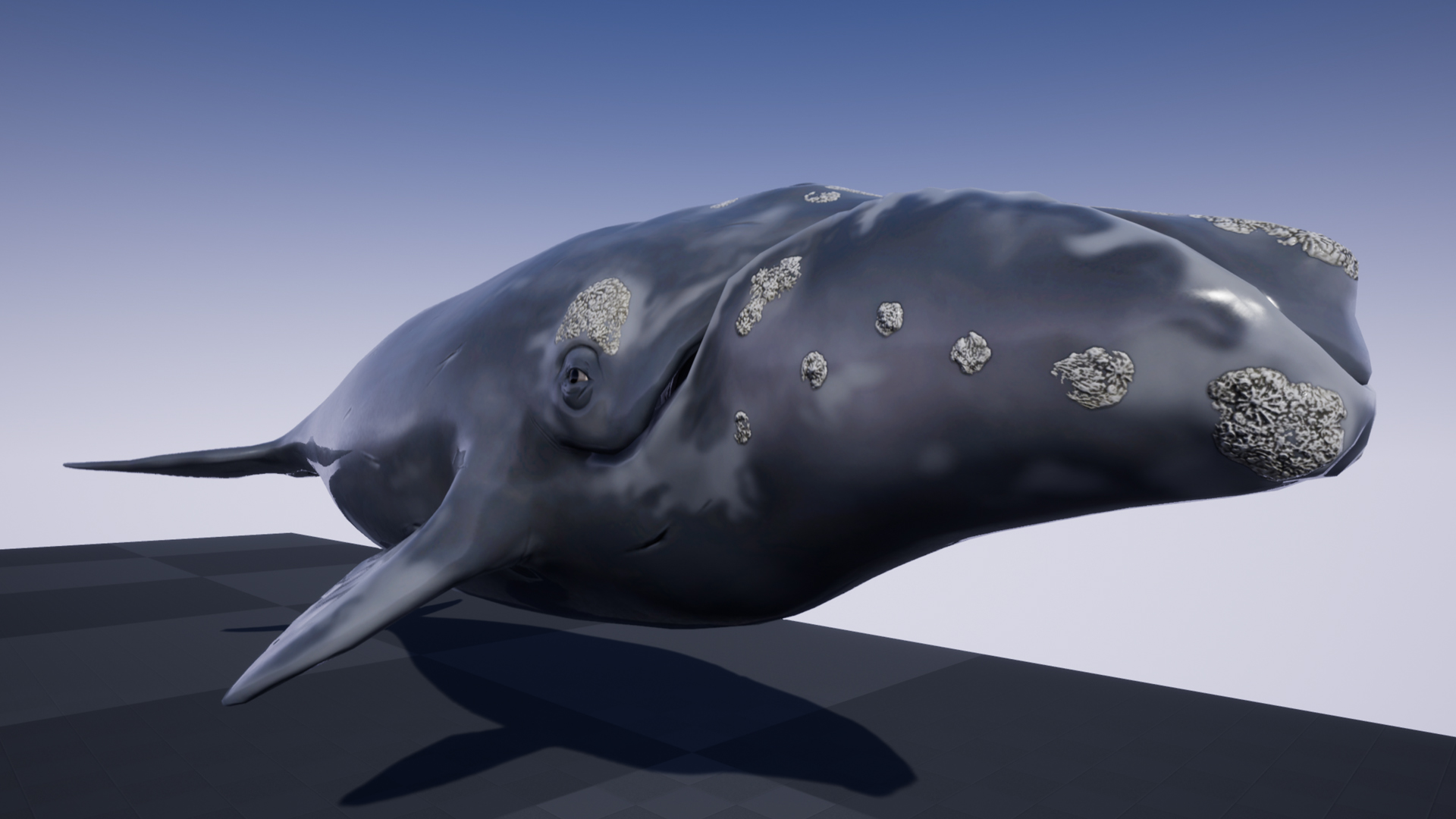 RIGHT WHALE - Image 3