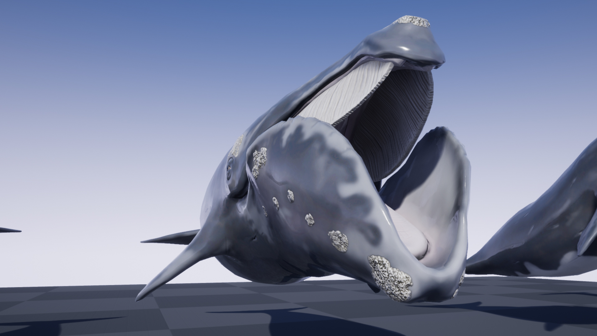 RIGHT WHALE - Image 4