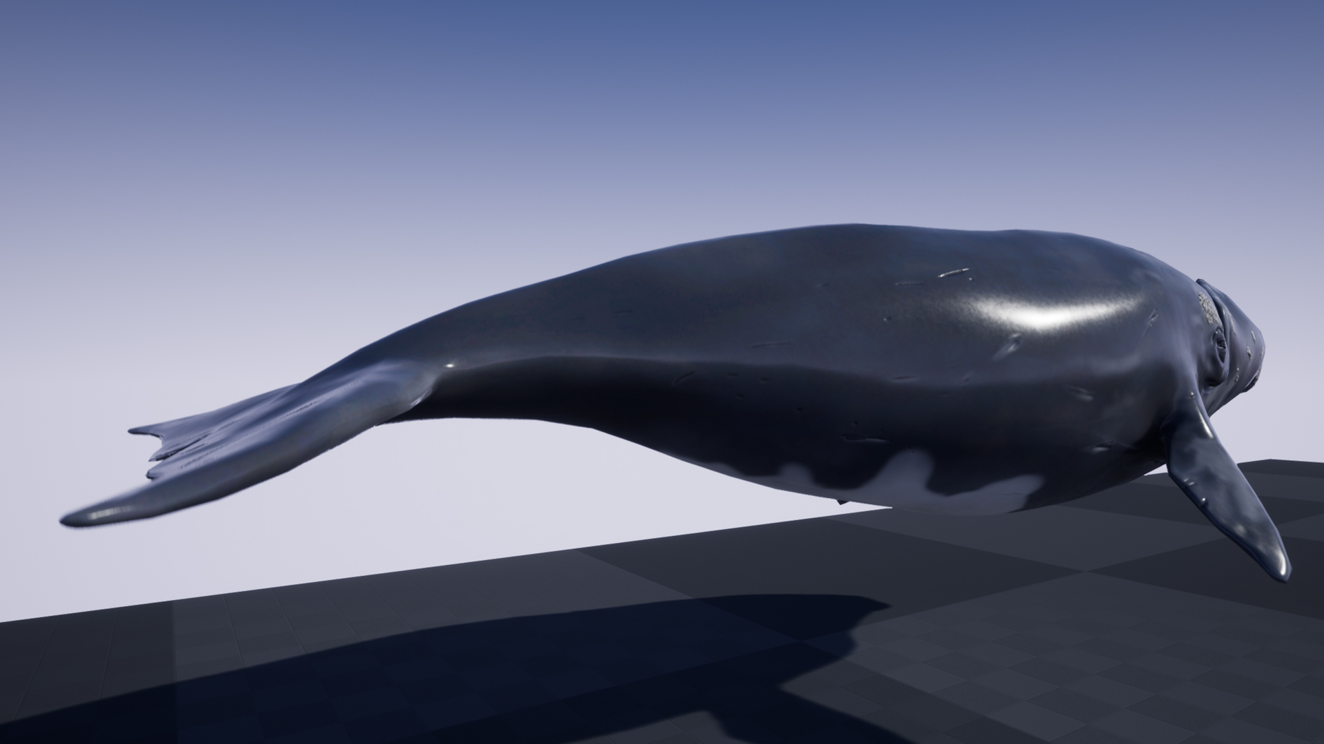 RIGHT WHALE - Image 5